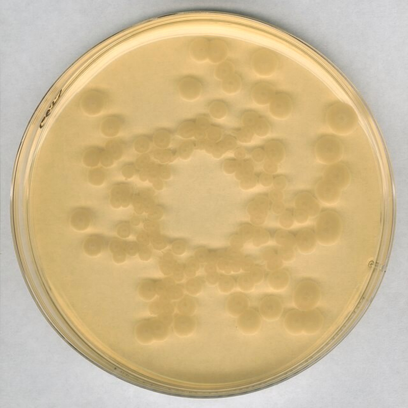 默克Merck 胰酪大豆脈瓊脂 (TSA)） 1.05458.0500